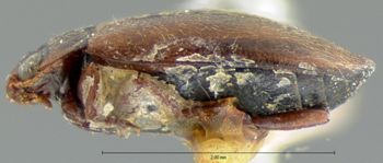 Media type: image;   Entomology 6028 Aspect: habitus lateral view